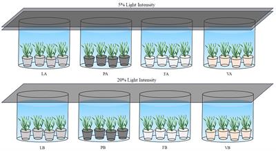 Effects of modified sediments on the growth of submerged macrophyte Vallisneria natans under low light conditions